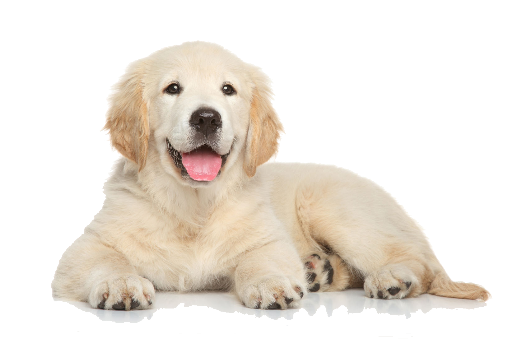 puppies for sale dubai puppies for sale in dubai price puppies for sale in dubai
