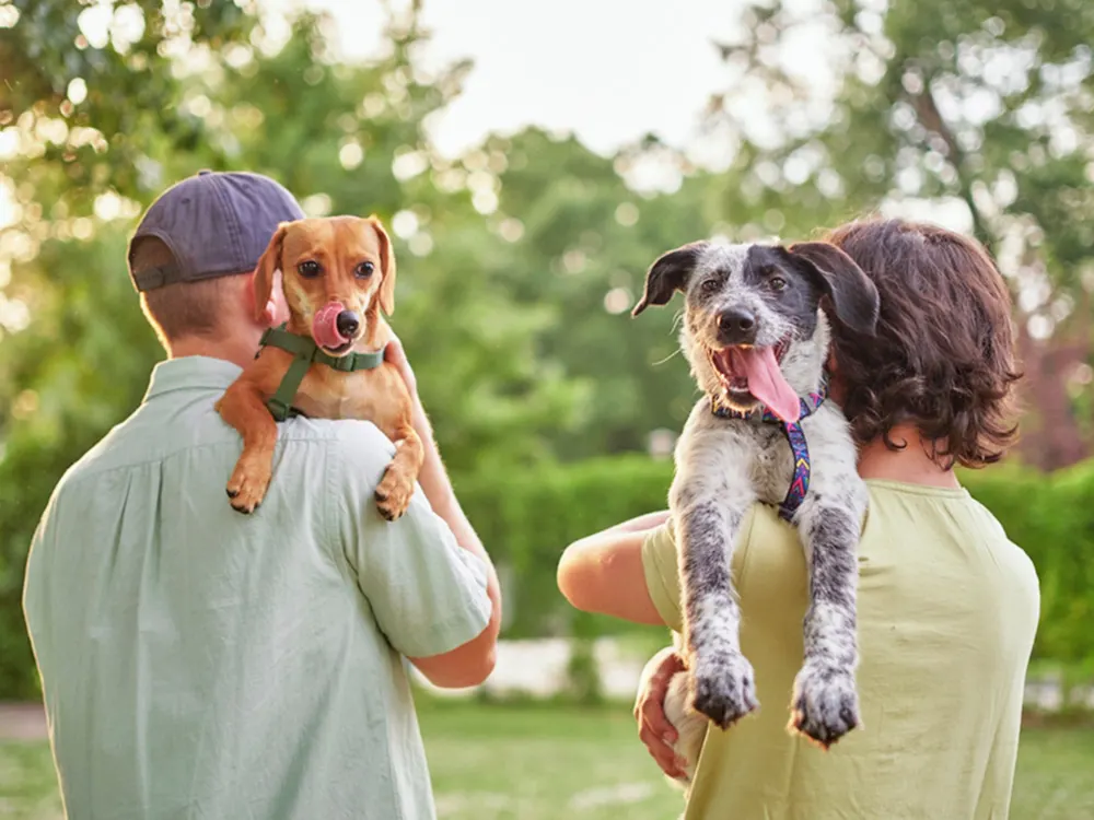 dog breeders in UAE