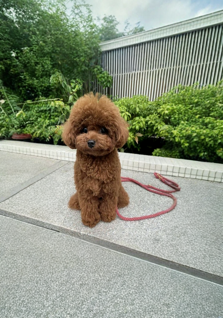 Poodle Dog Breed puppy for sale in UAE