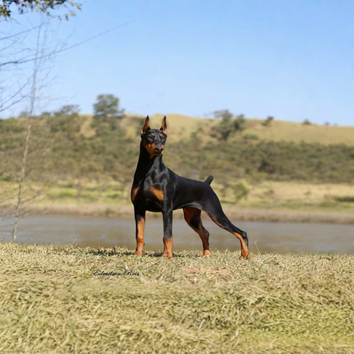 Doberman Dog Breed puppy for sale in UAE