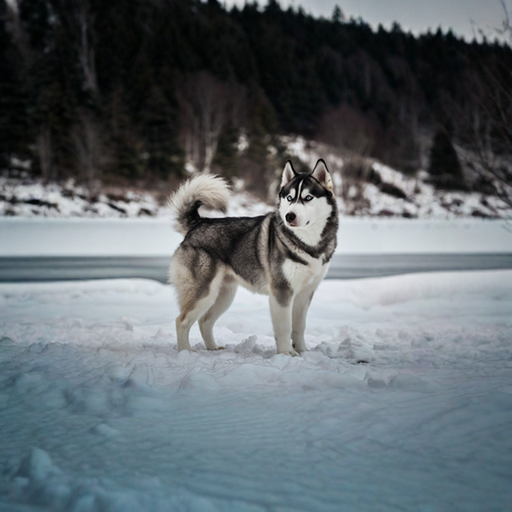 Husky dog breed with blue eyes and thick coat – perfect for active UAE dog owners