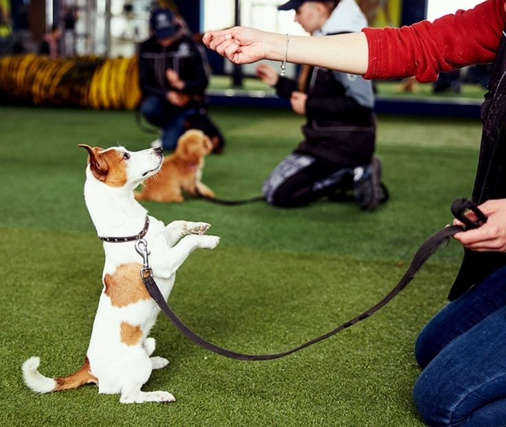 How to teach your puppy basic commands like sit, stay, and come – early training for puppies