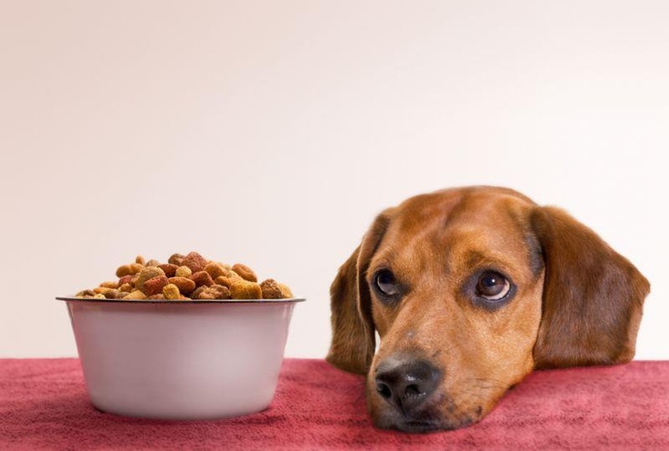 what to do if your puppy refuses to eat – puppy looking away from food bowl in UAE