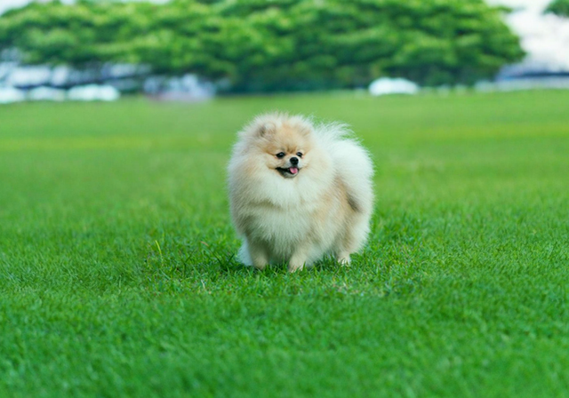 Pomeranian Dog Breed puppy for sale in UAE
