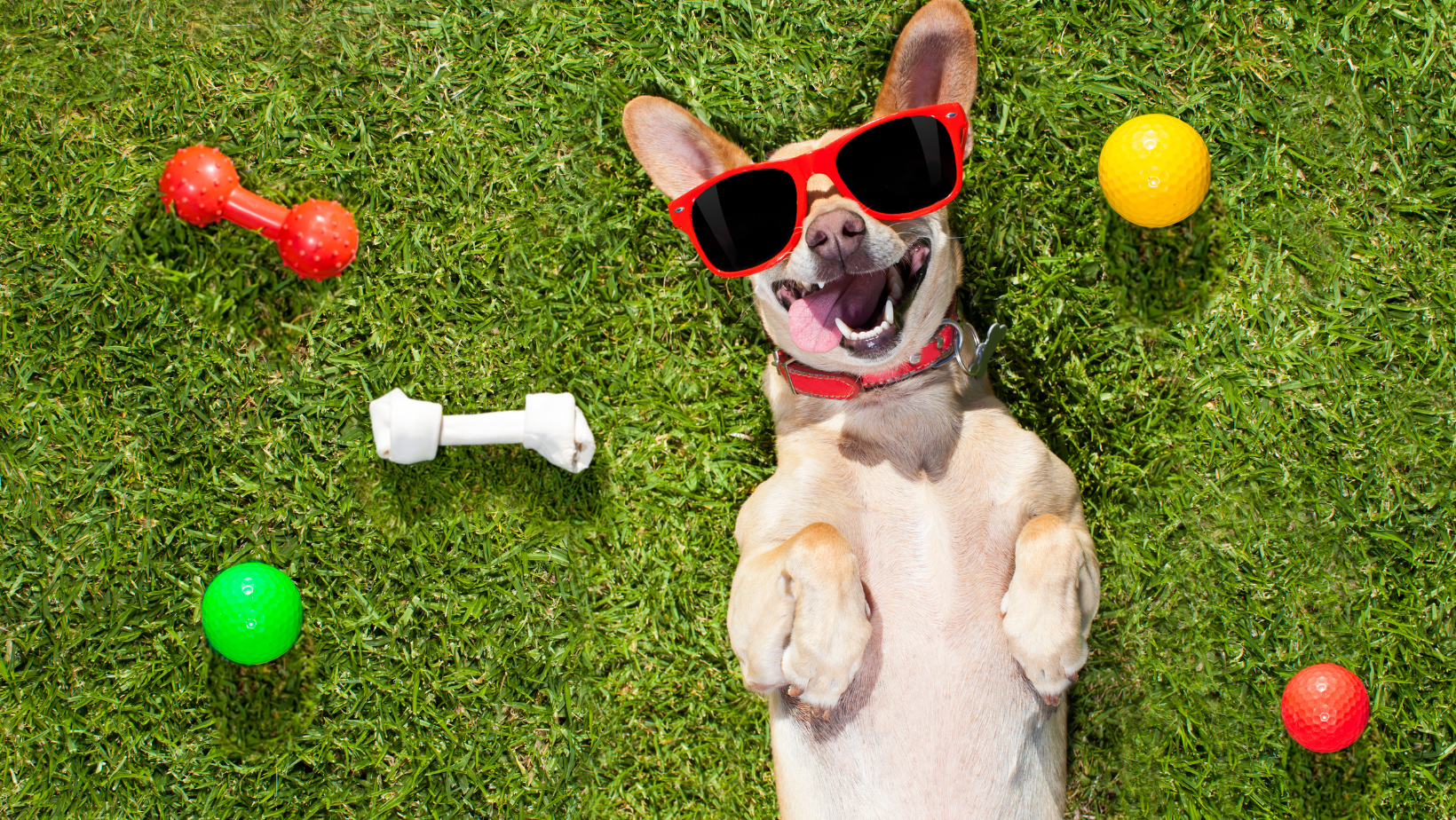 best daily routine for raising a happy puppy – feeding, potty breaks, playtime, and sleep schedule
