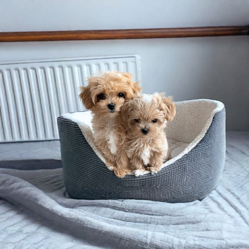 Maltipoo Dog Breed puppy for sale in UAE