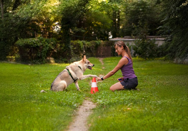 puppy training guide for new dog owners in UAE