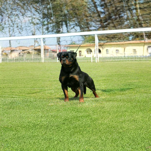 Rottweiler Dog Breed puppy for sale in UAE