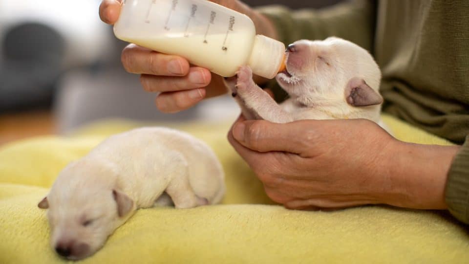 complete puppy care checklist from birth to 1 year