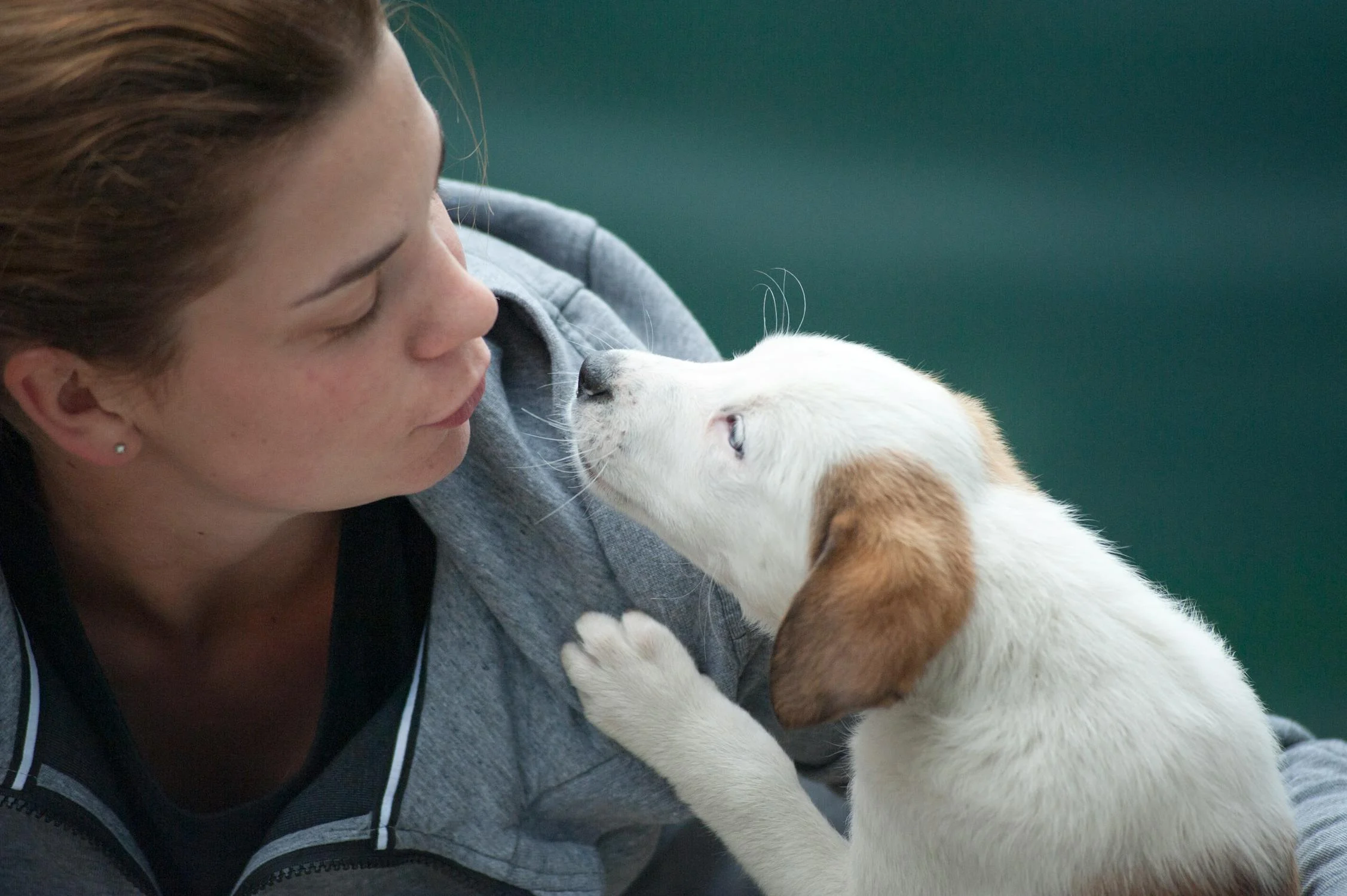 how to socialize your puppy correctly – introducing puppy to people and new environments in UAE