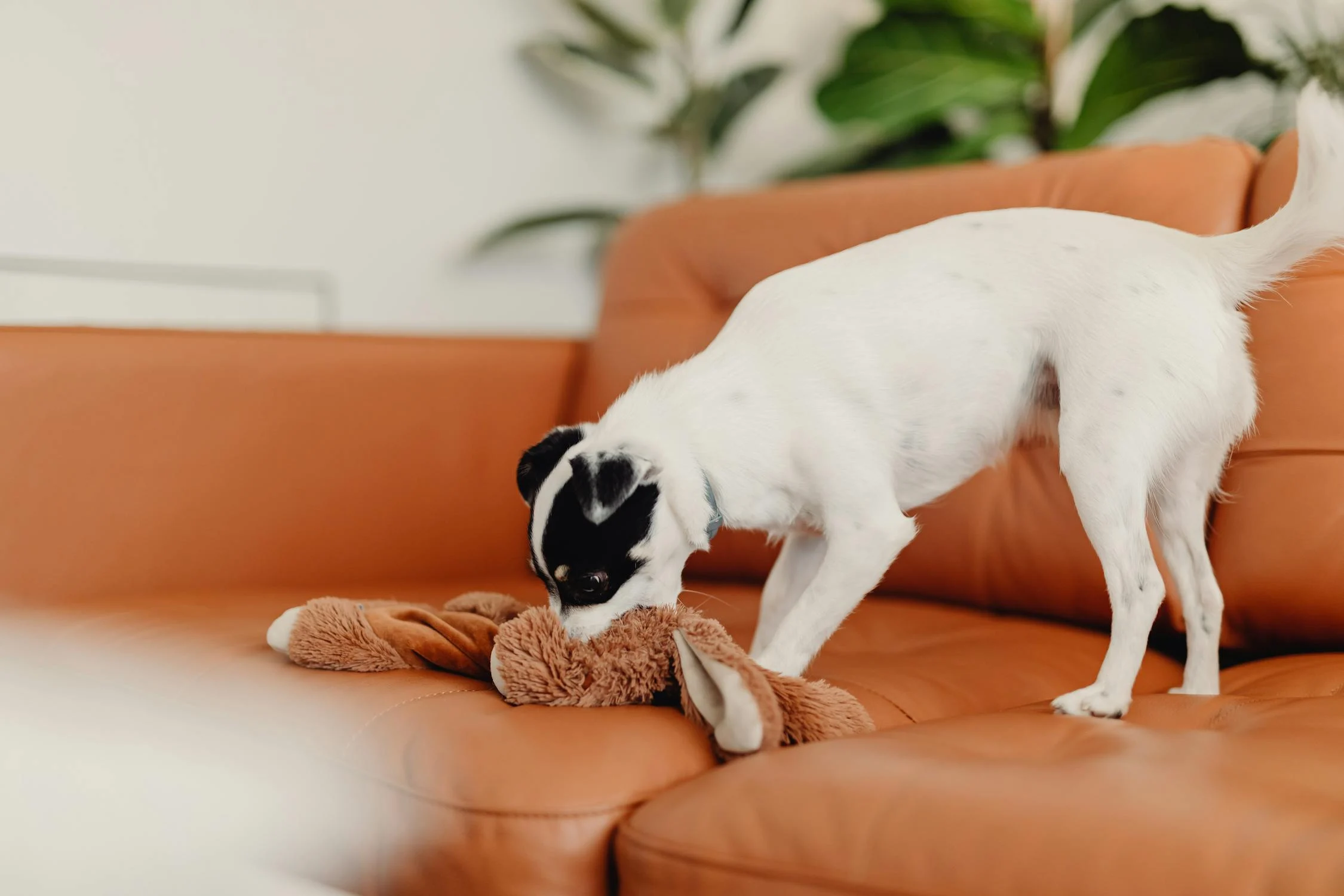 how to stop puppy biting quickly – puppy learning gentle behavior through redirection and training in UAE