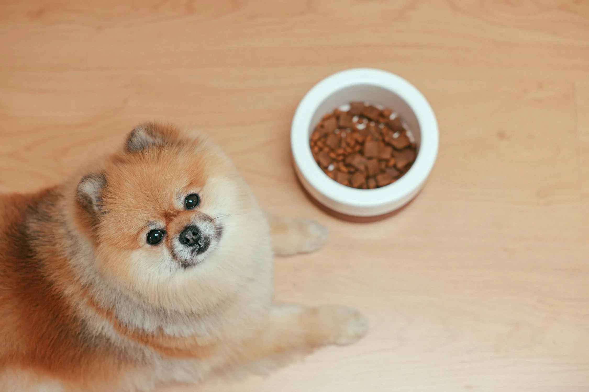 how to feed a puppy for healthy growth – puppy eating nutritious food from a bowl in UAE