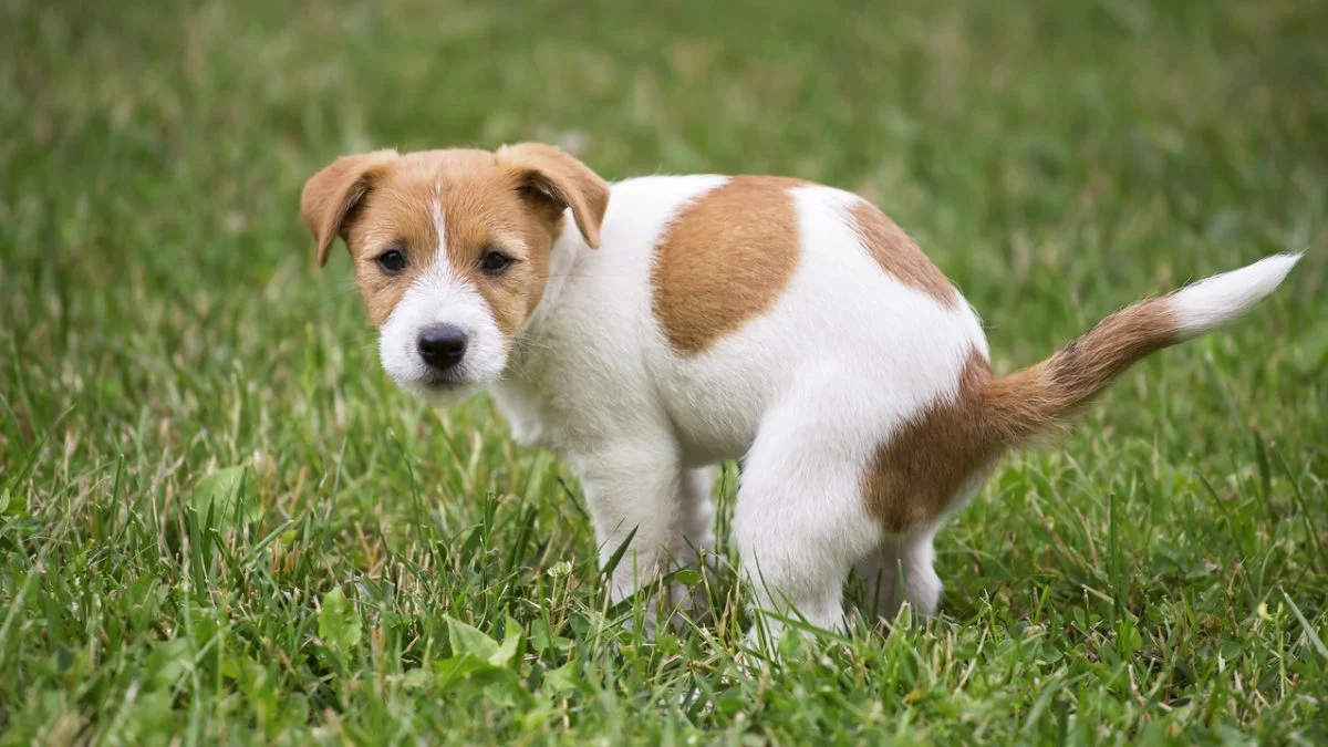 how to handle puppy potty accidents indoors – cleaning after dog mess calmly and effectively