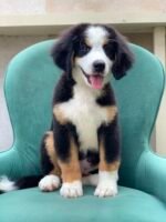Bernese Mountain Dog puppy sitting on grass – 12 weeks old
