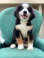 Bernese Mountain Dog puppy sitting on grass – 12 weeks old