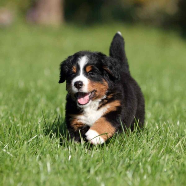 Bernese Mountain Dog Puppy for Sale in UAE