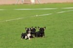 Chihuahua Puppy for Sale in Dubai – 9 Weeks Old – Tiny, Cute & Vaccinated