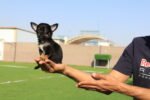 Chihuahua Puppy for Sale in Dubai – 9 Weeks Old – Tiny, Cute & Vaccinated