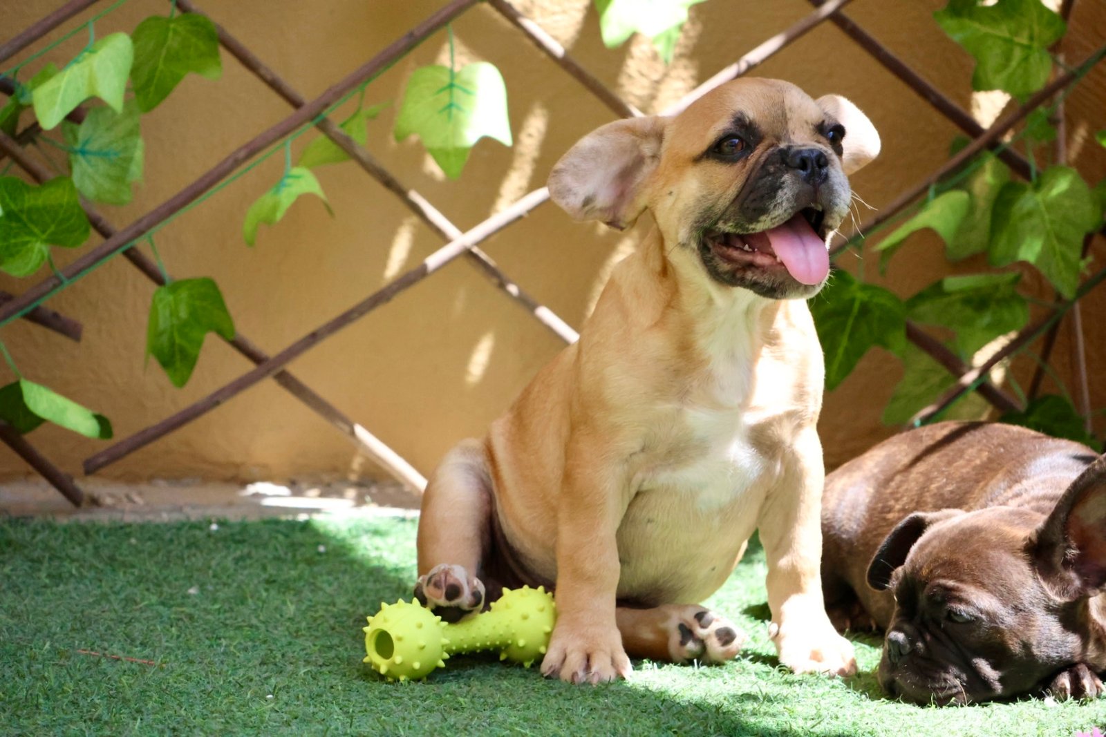 French Bulldog Puppy for Sale in Dubai – 12 Weeks Old – Playful & Vaccinated