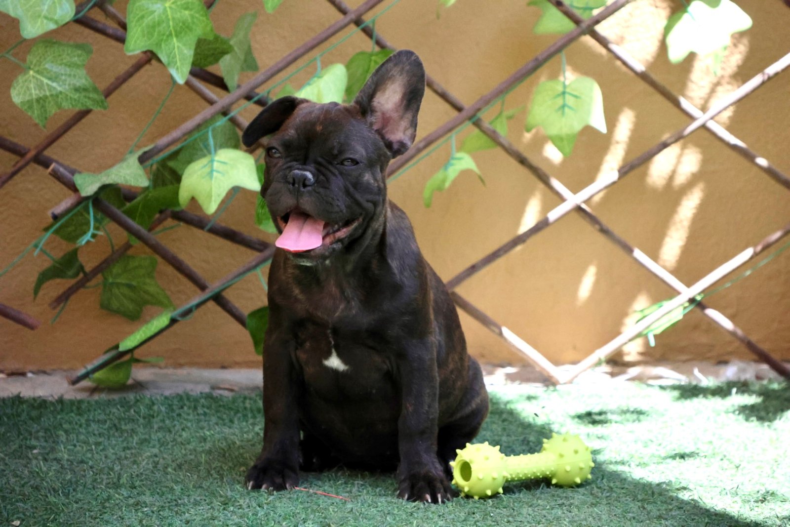 French Bulldog Puppy for Sale in Dubai – 12 Weeks Old – Playful & Vaccinated