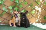 Fluffy French Bulldog | French Bulldog Dubai | French Bulldog Puppy | French Bulldog Puppies | French Bulldog Price