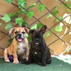 Fluffy French Bulldog | French Bulldog Dubai | French Bulldog Puppy | French Bulldog Puppies | French Bulldog Price