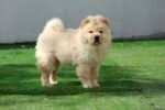 Chow Chow Puppy for Sale in UAE