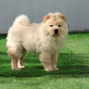 Chow Chow Puppy for Sale in UAE