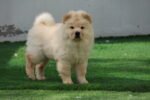 Chow Chow Puppy for Sale in Dubai – 12 Weeks Old – Big, Fluffy & Vaccinated