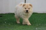 Chow Chow Puppy for Sale in Dubai – 12 Weeks Old – Big, Fluffy & Vaccinated
