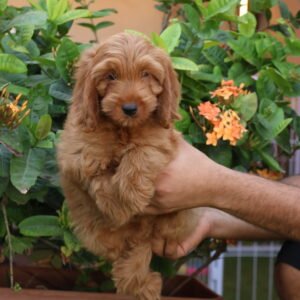 Cockapoo Dog | Cockapoo Puppies | Cockapoo Puppy | Cockapoo Dubai