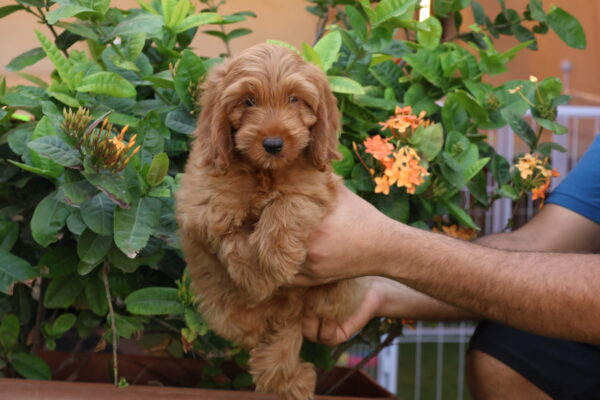 Cockapoo Dog | Cockapoo Puppies | Cockapoo Puppy | Cockapoo Dubai