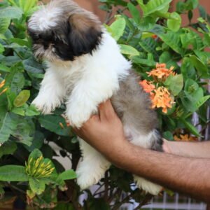 Shih Tzu Puppy for Sale in UAE