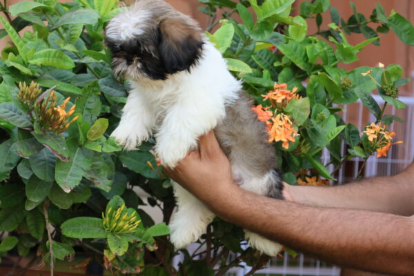 Shih Tzu Puppy for Sale in UAE