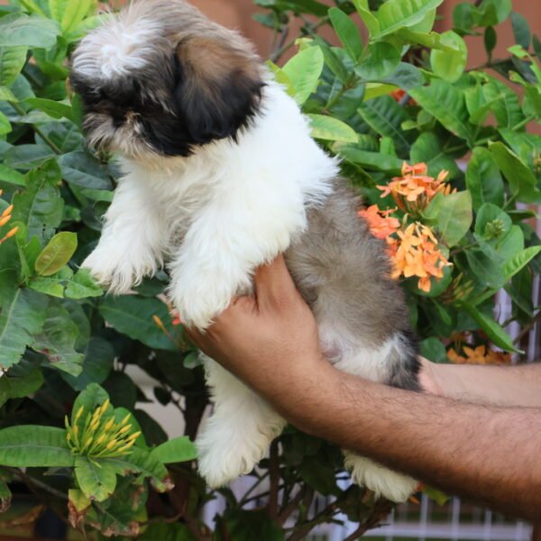 Shih Tzu Puppy for Sale in UAE