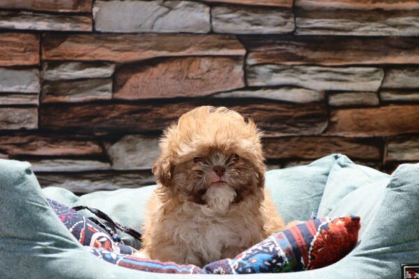 Shih Tzu Puppy for Sale in UAE – 7 Weeks Old - Image 2
