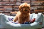Cockapoo puppy for sale in Dubai – 8 weeks old and vaccinated