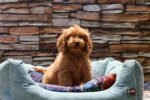Cockapoo puppy for sale in Dubai – 8 weeks old and vaccinated