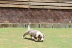 Corgi Puppy for Sale in Dubai – 10 Weeks Old – Adorable & Vaccinated