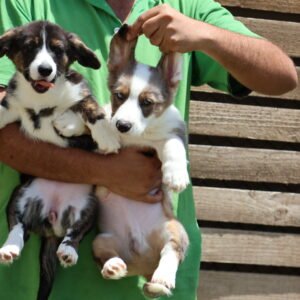 Corgi Puppies | Corgi Dog Price | Corgi Dubai | Corgi Puppies for Sale | Corgi Puppy