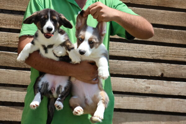 Corgi Puppies | Corgi Dog Price | Corgi Dubai | Corgi Puppies for Sale | Corgi Puppy