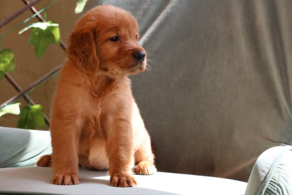 Golden Retriever Puppy for Sale in Dubai – 8 Weeks Old – Smart & Family-Friendly