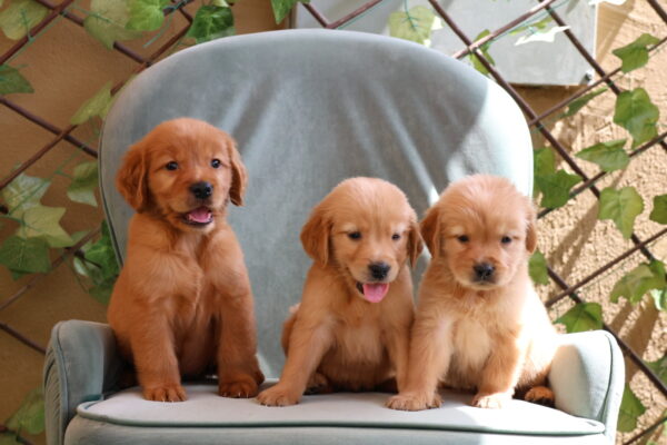 Golden Retriever Puppy for Sale in Dubai – 8 Weeks Old – Smart & Family-Friendly