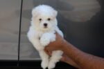 Maltese Puppy for Sale in UAE – 6 Weeks Old - Image 2