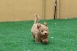 Maltipoo Puppy for Sale in UAE