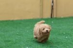 Maltipoo Puppy for Sale in UAE