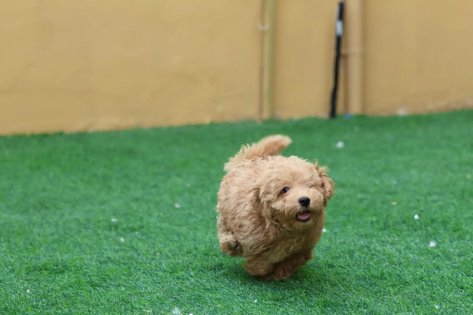 Maltipoo Puppy for Sale in UAE
