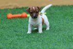 Jack Russell Puppies for Sale in UAE – 9 Weeks Old - Image 2