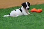 Jack Russell Puppies for Sale in UAE – 9 Weeks Old - Image 3