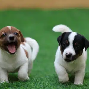 Jack Russell Terrier Puppy for Sale in UAE